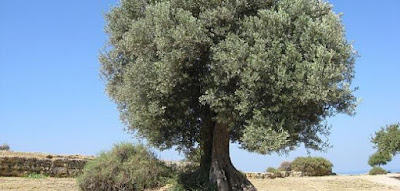 أقدم وأضخم شجرة زيتون في العالم