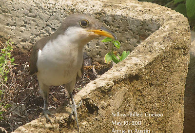 Annieinaustin, yellow-billed cuckoo w eye