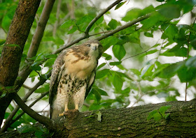 Tompkins Square red-tailed hawk fledgling