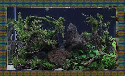 Aquascape Theme Forest