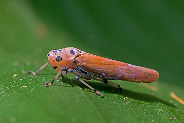 Bothrogonia sp. a leafhopper