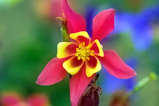 Columbine Flower Meaning, Columbine Flower Symbolism