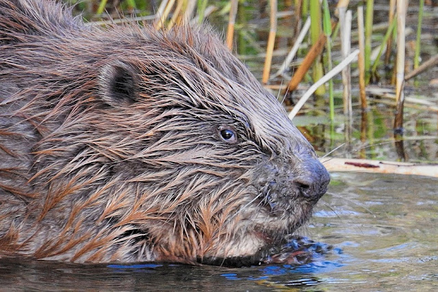 beaver-p900-closeup-nikon_giving_the_eye