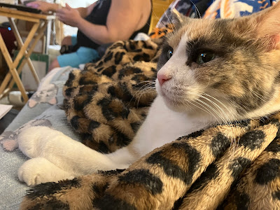 calico cat on blanket