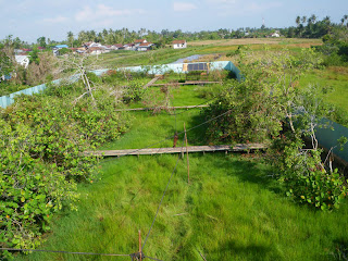 The new play area provides the infant orangutans with more trees and space to explore