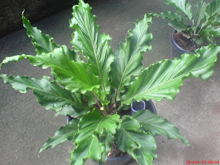 Ilham cara merawat anthurium Ilham cara merawat anthurium