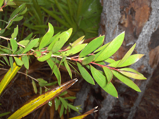 rama de cajeput