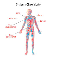 Resultado de imagen de el sistema circulatorio