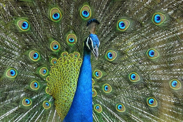 Beautiful Indian Peacock HD Wallpaper Free