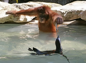 Funny animals of the week - 14 February 2014 (40 pics), orangutan feeds penguin with fish