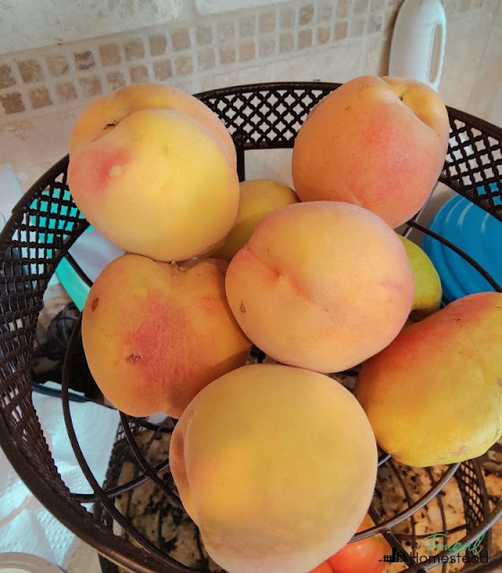 how to can peaches in light syrup