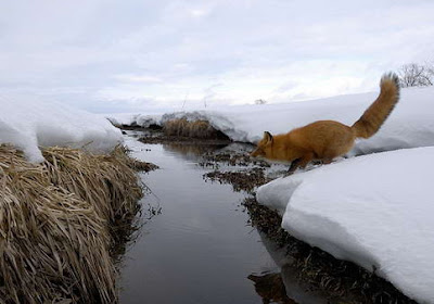 Wujud Asli Dari Firefox [ www.BlogApaAja.com ]