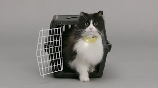  Collar Gives Your Cat A Human Voice