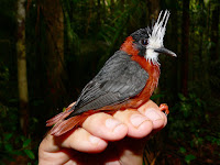 Птицы Бразилии: султанолобая аракура