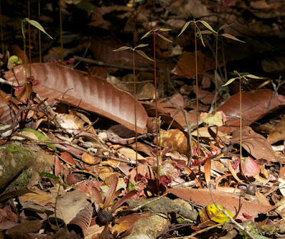 dipterocarp seedlings 