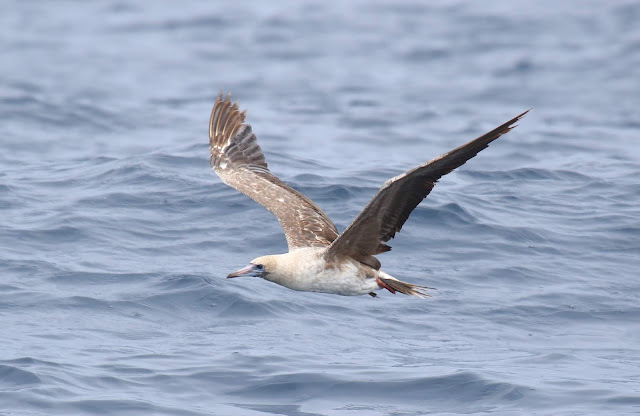 Red-footed Booby