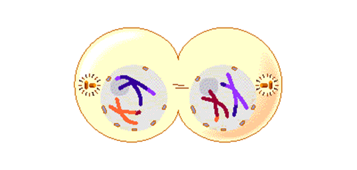 El fin de la meiosis I no necesariamente activa la meiosis II, a veces se necesitan estímulos externos.