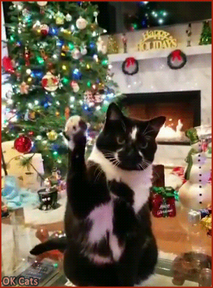 Christmas Cat GIF • Goal kitty is ready! Come at me Santa paws and bring me many presents, I'm a good girl! [ok-cats.com]