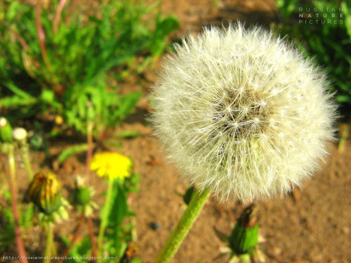 Dandelion 03