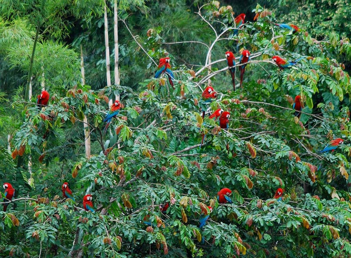 صور غابات الامازون المتوحشة في البرازيل Amazon Forest طيور حيوانات
