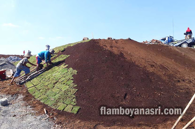 Menanam Rumput Gajah Mini Di Pasir