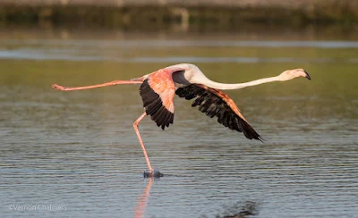 Early Morning Flamingo Take-Off Manoeuvre - Woodbridge Island