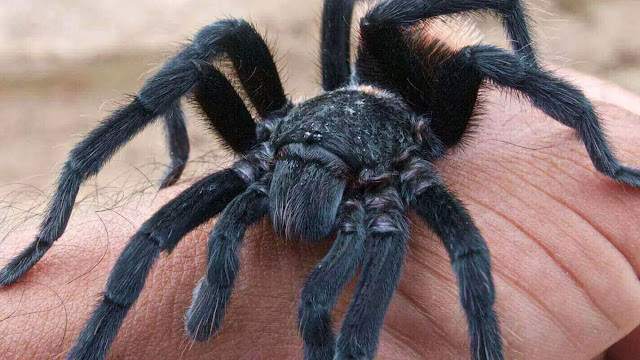 Unusual Pets in the USA