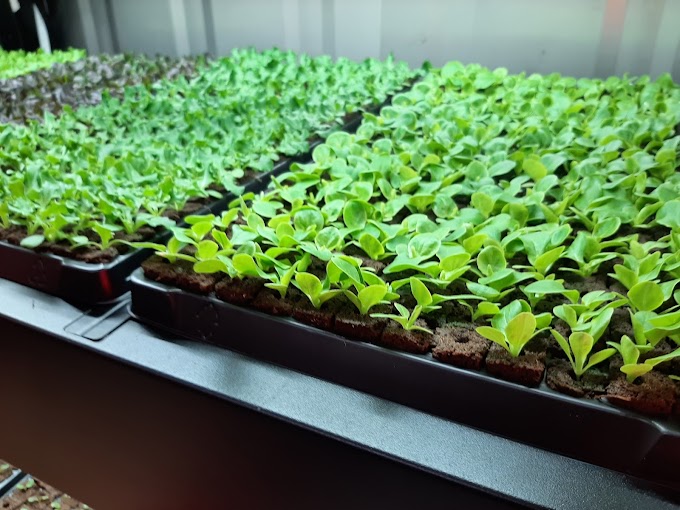 ~Harvesting Hope: Our Hydroponic Homestead Journey Unveiled~