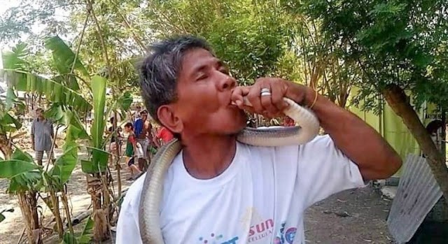 Homem diz ser imune a veneno e morre após beijar cobra; veja