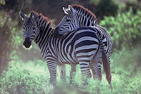 Z-animal-Zebra, Z for Zebra photos, animals pictures, a-Z animals wallpapers