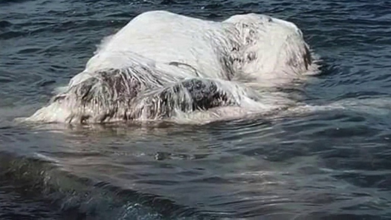 Globster, Misteri Bangkai Aneh yang Terdampar di Pantai