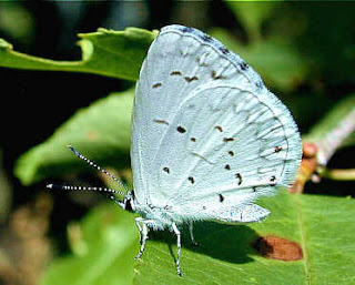 Spring Azure