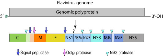 susunan gen virus zika