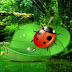 Ladybug Rainforest Escape