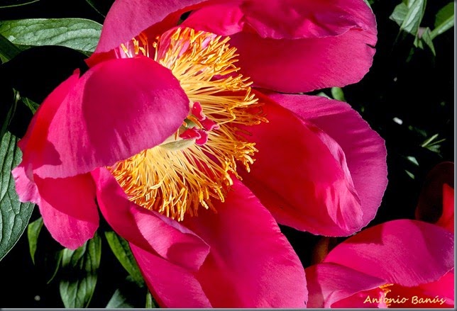 8 Peonia _dsc7606x1