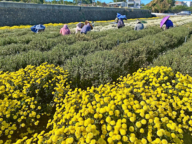 銅鑼杭菊