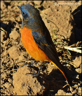 Blue-fronted Redtart