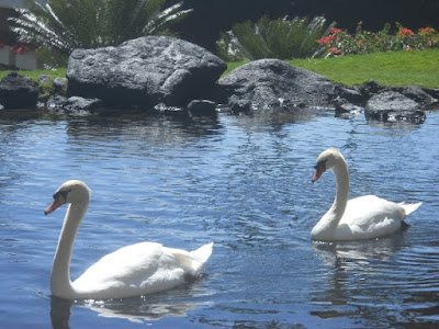 Kauai swan grand hyatt poipu resort and spa