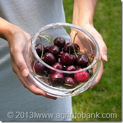 Nutrition_Cherries_Bowl