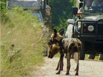 kruger south africa