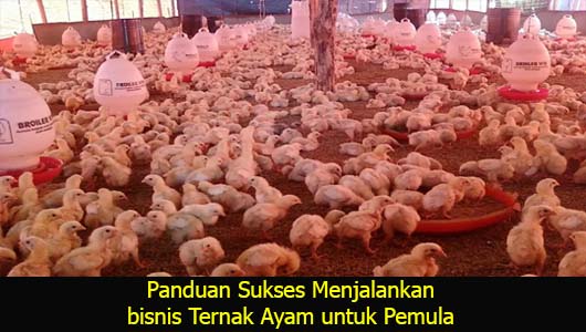 Panduan Sukses Menjalankan bisnis Ternak Ayam untuk Pemula