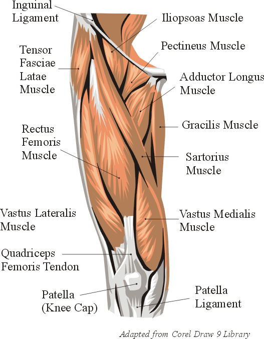 muscles of leg. As a result, my legs muscles