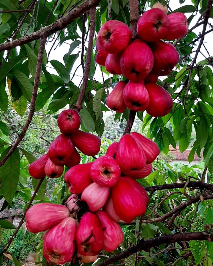 bibit tanaman buah jambu jamaika unggul serang Banda Aceh