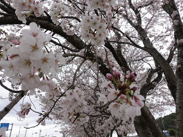 鳥取県西伯郡南部町天萬　小松谷川　九分咲きのソメイヨシノ桜