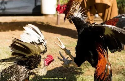 cara melatih ayam supaya tempel pukul