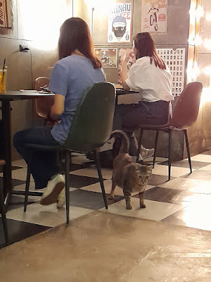 【台中貓咪咖啡廳】KANAU coffee 卡那屋｜深夜咖啡廳、茶、甜點　店貓胖虎