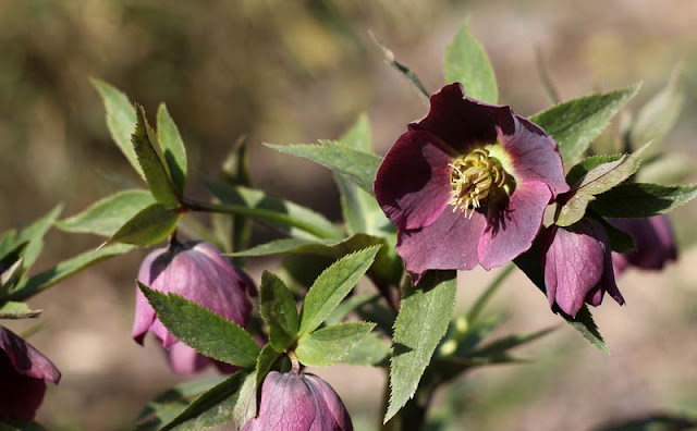 Lenten Rose Flowers