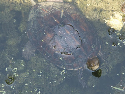  Caspian Turtle (Mauremys caspica