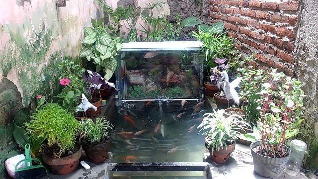 Desain Kolam  Ikan  Koi  Sederhana InfoAkuakultur com