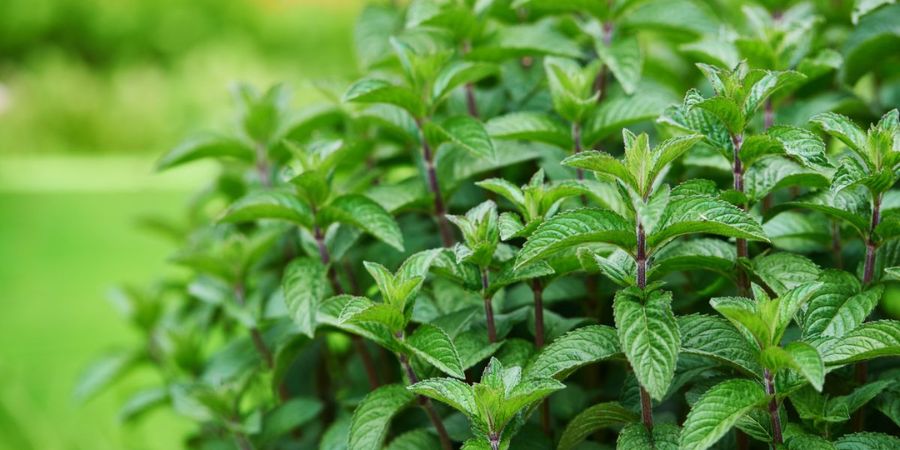 10 Reasons to Grow Mint